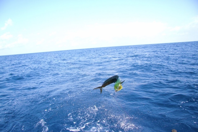 Pesca deportivas